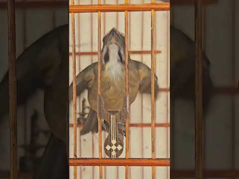 TRINCA FERRO SALTATOR SIMILIS MACHEADO DE TRINCA FERRO PARA FEMEA DE TRINCAFERRO ESQUENTAR