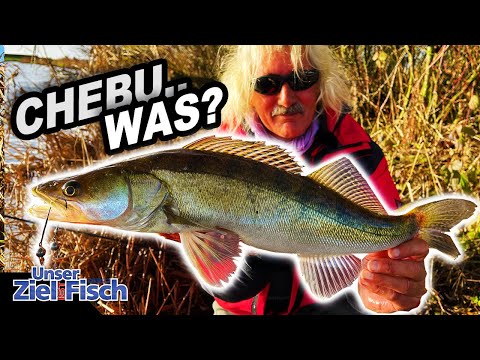 BISSE KNALLHART: CHEBURASHKA auf ZANDER - Unser Ziel ist Fisch - Angelschule mit Jörg Ovens