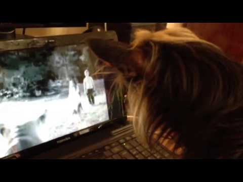 Dog watching dog videos