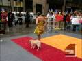 Ringling Bros Dog Act