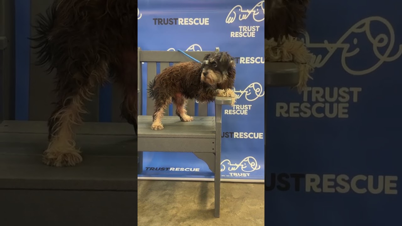 Enlarge CALLI, a Adoptable mixed breed in Berlin, NJ video 6/6