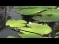 Today Is Mine - Glen Campbell