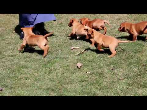 Fox Red Lab Puppies For Sale Florida 02 22