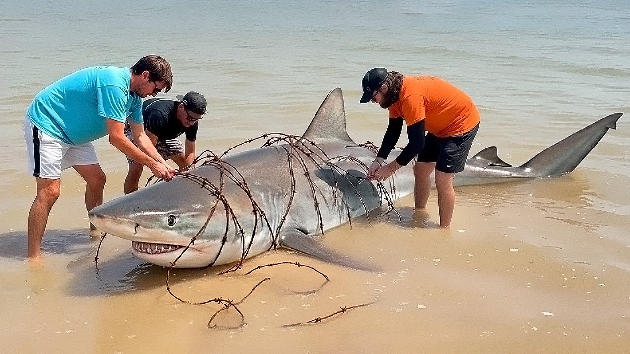 Animals That Asked People for Help & Kindness