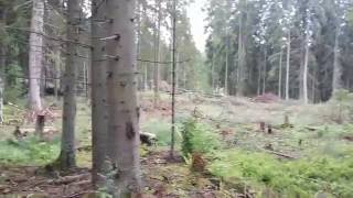 Черная лахта базы отдыха
