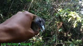 Download lagu pikat burung srigunting//pake suara srigunting mp3