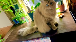 長毛の猫ちゃんのブラッシング事情🐱