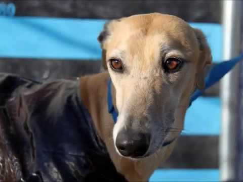 21 giugno 2014_Arrivo Galgo ScoobyItalia