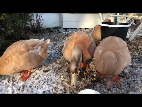 5 anledningar till varför du borde ha djur i ett effektivt självhushåll