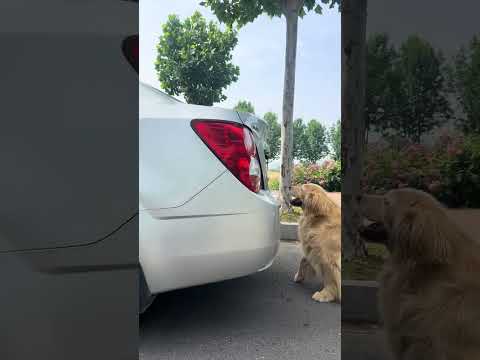 Divine Dog Strikes out#Top trending#Cute Pet Debut Plan #Dogs are man s most loyal friends