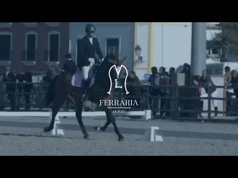Maestro da Ferraria - Lusitano Stallion