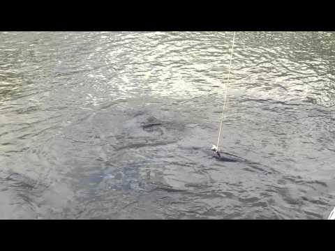 IOI 2011 - Feed the Giant Arapaima