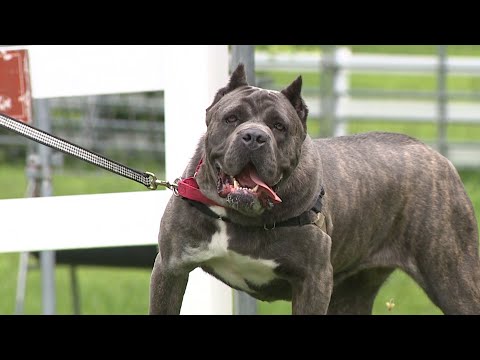 Animal Rescue League reminding dog owners that it's 'Too Hot for Spot'