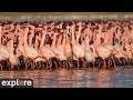 LIVE Lesser Flamingo Cam Kamfers Dam South Africa Africam Explore Org