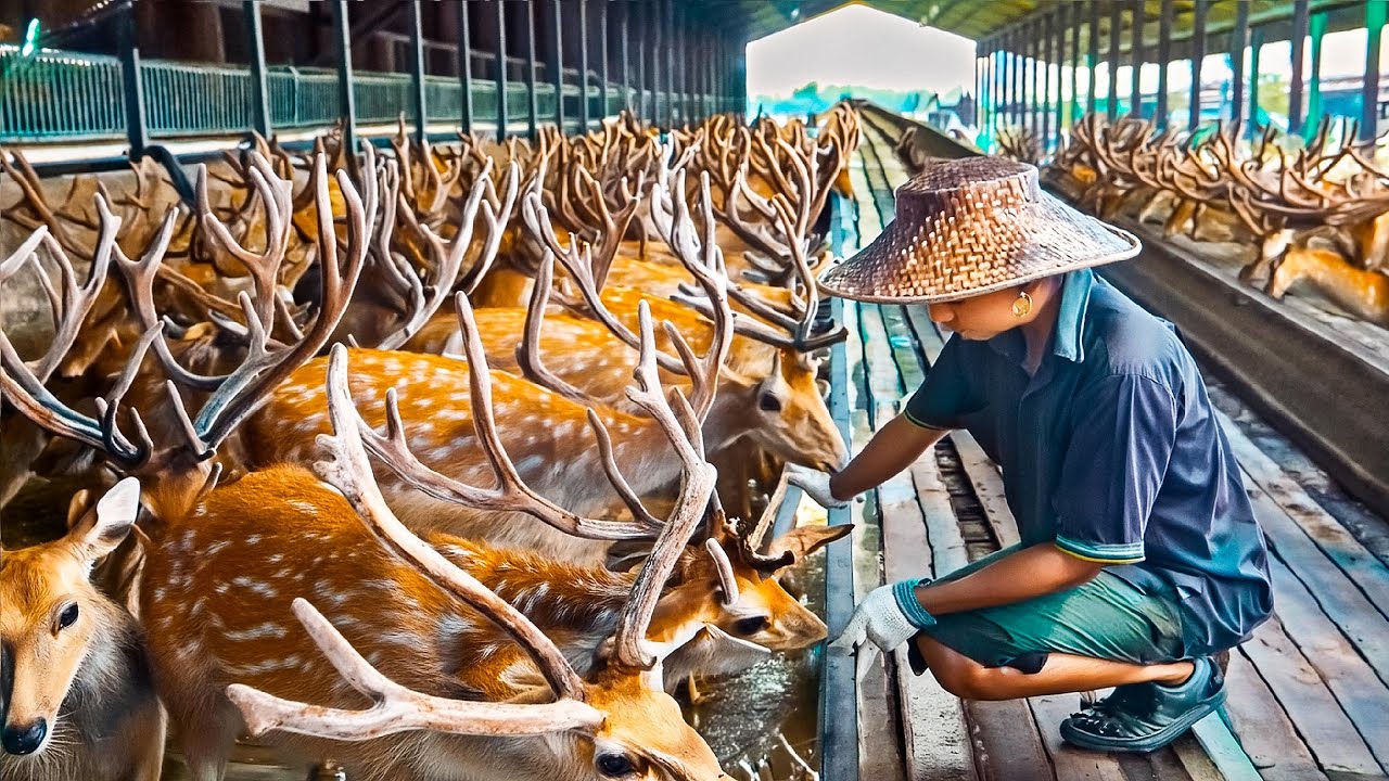 Deer Farm - Millions Deer Farming in China for Antlers, Meat - Deer Antlers Processing in Factory