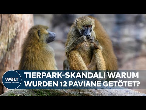 TIERGARTEN NÜRNBERG: Zwölf Paviane im Zoo getötet – „Artenschutz“ oder Skandal?
