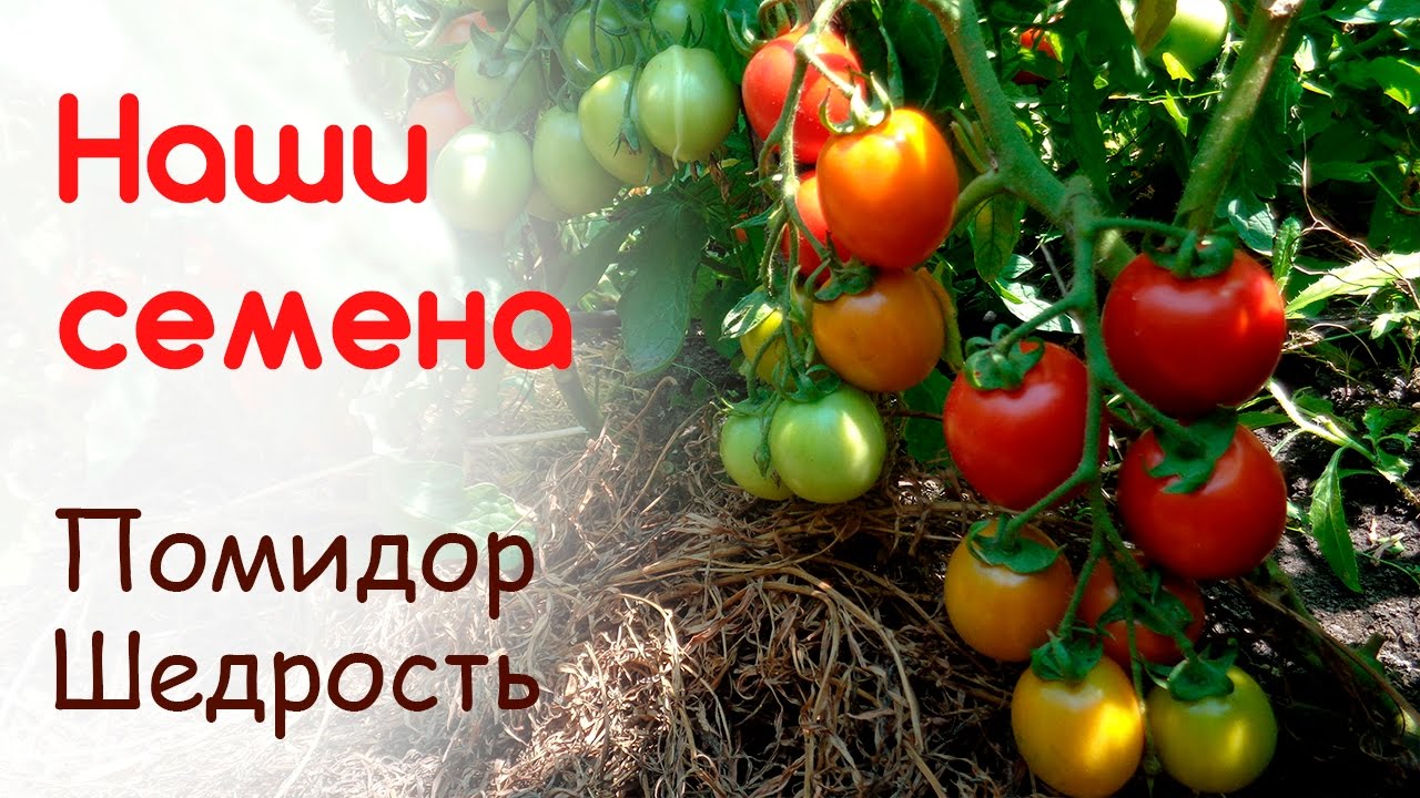 Сорт помидоров Щедрость, свои семена