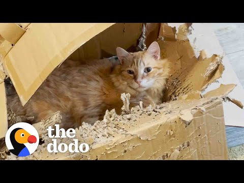 Ginger Cat Is Obsessed With an Old Raggedy Box - Funny!