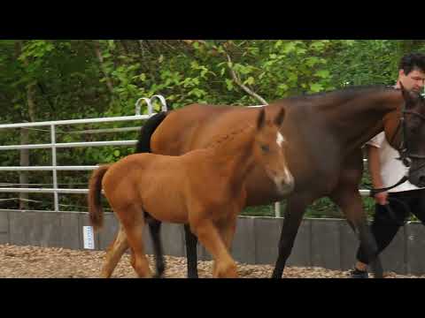 Oka's Prince von Prince Patmos - Brioni - EH Consul; Hengst geb. Mai 2022