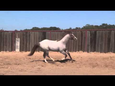 Bet Hesa Player - Lot #2112