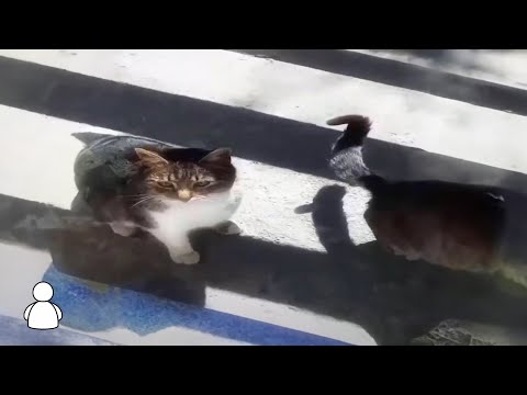 purnjo - tvoje lice (Official Lyric Video)