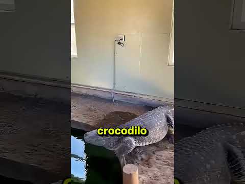 O crocodilo que entendeu tudo na hora 🐊
