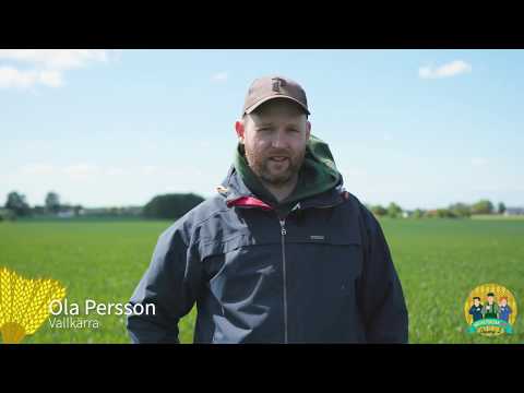 Höstveteresan - Säsong 2, 2019 - Axet på väg ut i vetet hos Ola