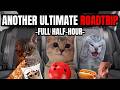 CAT MEMES ROADTRIP FULL COMPILATION