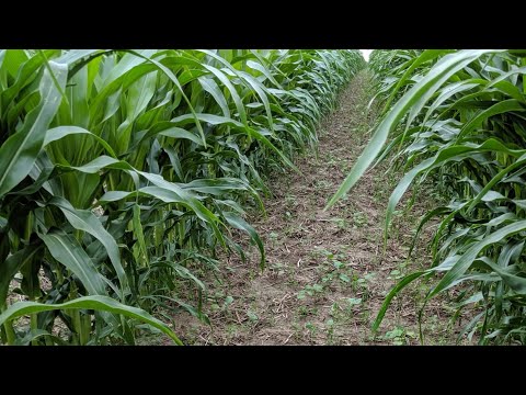 Using Conservation to Improve Farm Profitability – 60-Inch-Row Corn + Interseeded Cover Crops