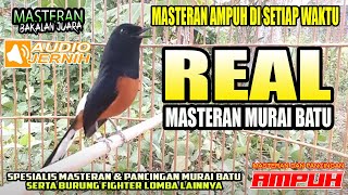 Download lagu MASTERAN AMPUH MURAI BATU BAHAN✅✅CEPAT RESPON ❤❤ mp3