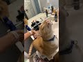 Cat Lover Kitten Meowing Cute 2579