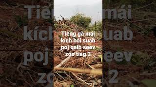 Download lagu Tiếng gà mái kích bổi ...suab poj qaib seev zoo tiag 2 mp3 Download lagu Tiếng gà mái kích bổi ...suab poj qaib seev zoo tiag 2 mp3