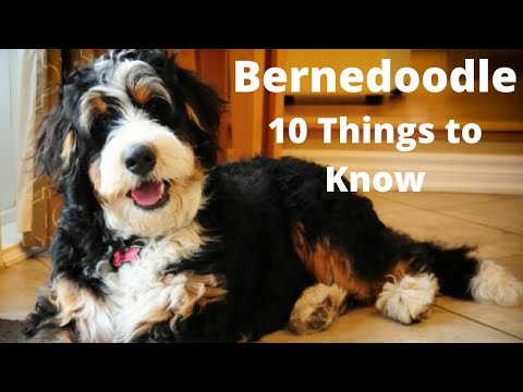 Bernedoodle - 10 Things To Know About the Bernese Mountain Poodle Mix