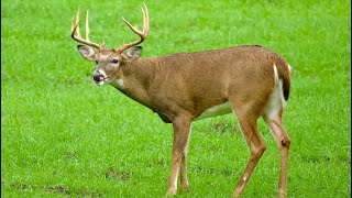 The rut is started in Georgia!!!!