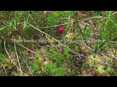 Organic Wild Blueberry Powder, Wild-Crafted from Nordic Forests, 100% Whole Fruit Bilberry,  Reviews