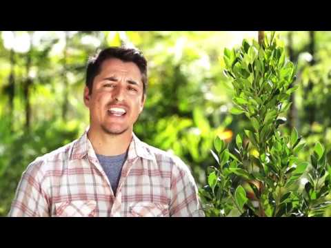 download lagu mp3 mp4 Ligustrum Japonicum Shrub, download lagu Ligustrum Japonicum Shrub gratis, unduh video klip Ligustrum Japonicum Shrub