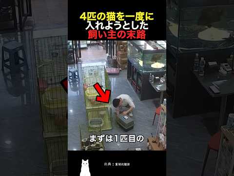 4匹の猫を一度に入れようとした飼い主の末路