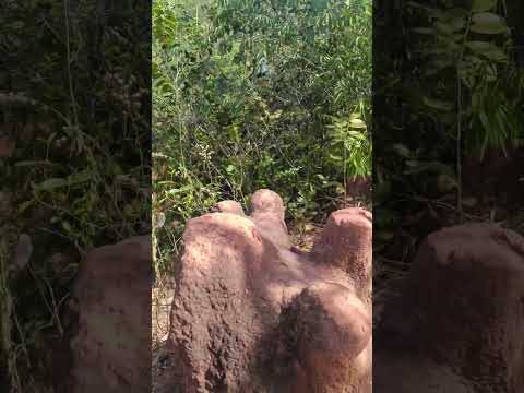 Parte Final da Trilha da Cachoeira São João em Paraúna - GO #turismo #natureza #interiordegoias