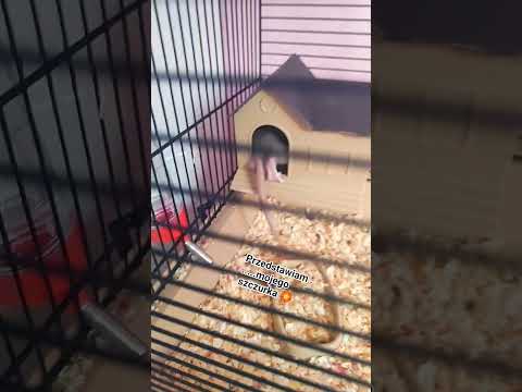 Buenuś #szczur #szczury