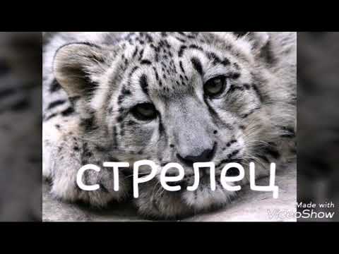 ❤Кто ты из животных(диких и не диких) по гороскопу/nazima cat/узнай себя! ❤
