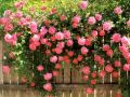 Ricky Skaggs & Tony Rice - Will The Roses Bloom