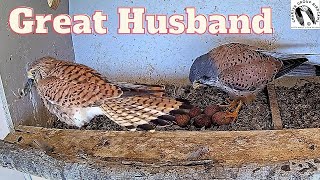 A True Partnership: Male Kestrel Brings Chameleon to Mate and Shares Incubation Duties