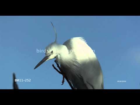 Egret Slow Motion Preening shot on Phantom HD Gold