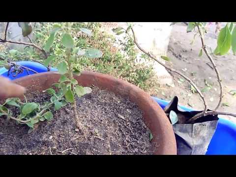 Four different type of holy tulsi