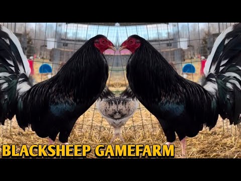 Brassback Butcher Spangled hatch Grey - BLACKSHEEP FARM