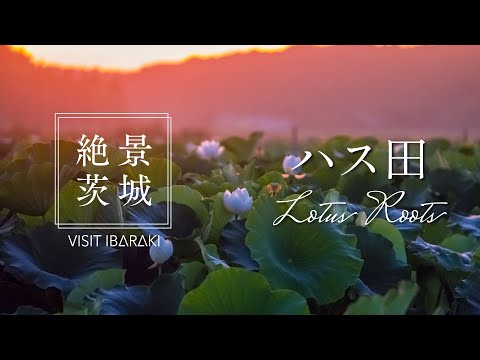 【絶景茨城】ハス田｜VISIT IBARAKI,JAPAN