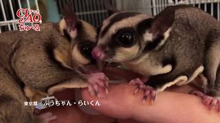 ちゅーるメーカーでペットたちをまとめてみた【神アプリ降臨】