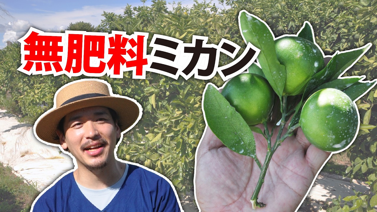 ミカンを無肥料にしてみたら……【植物ホルモン塾】