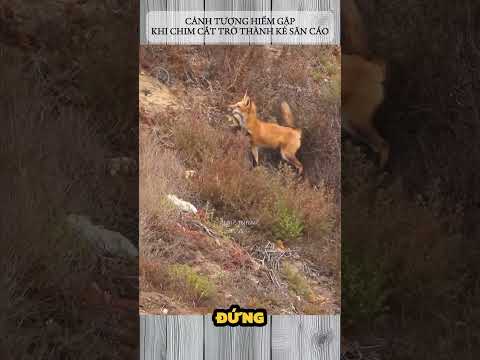 CẢNH TƯỢNG HIẾM GẶP - KHI CHIM CẮT TRỞ THÀNH KẺ SĂN CÁO