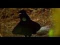 Dancing Simp Bird Tries Impressing Female Birds